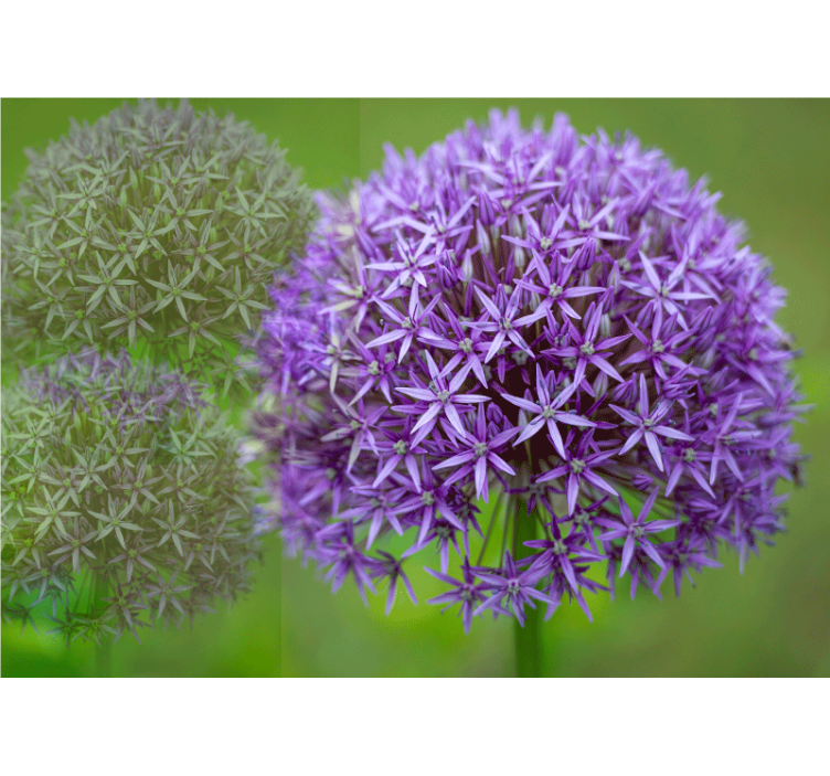 Haşhaş duvar resim - mor Çiçek düzeni - TenStickers