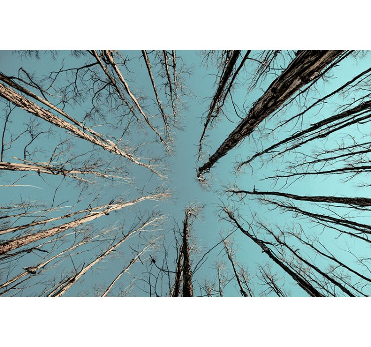 Ağaçlar duvar resim gökleri delen ağaçlar - TenStickers