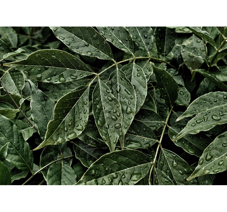 çiy damlaları ile yapraklar oturma odası duvar kağıdı - TenStickers