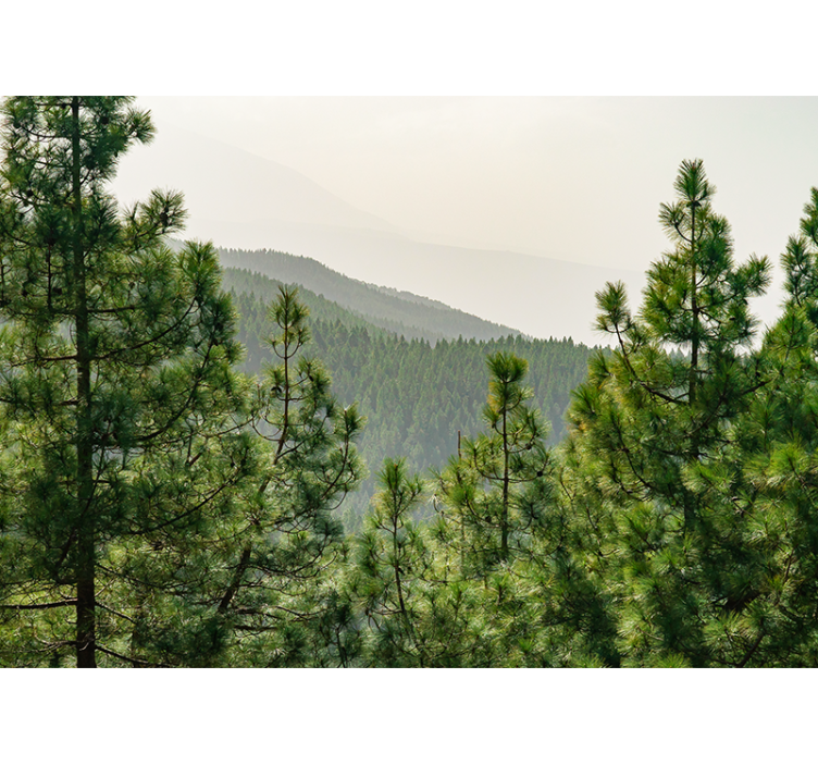 Ormanın tepesinden ağaç taçları duvar kağıdı - TenStickers