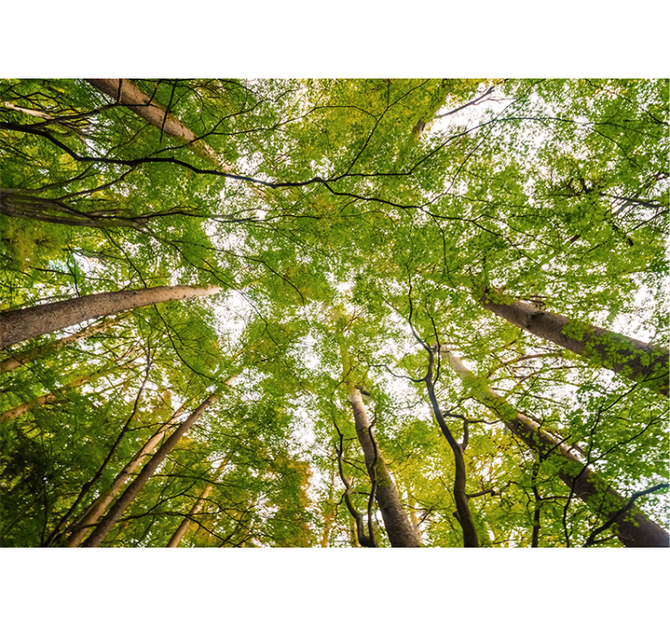 Yemyeşil gölgelik orman duvar resim - TenStickers