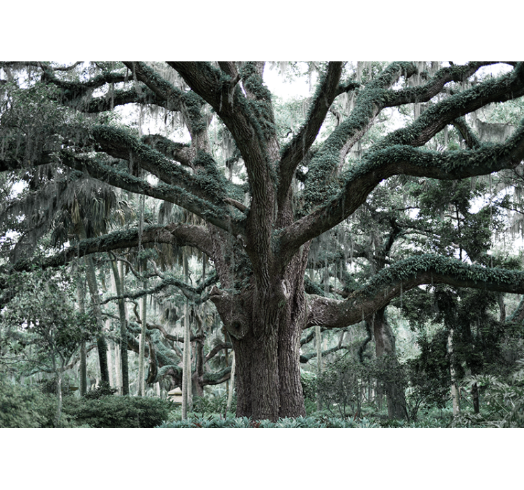 Görkemli meşe dalları ağaçlar duvar resim - TenStickers