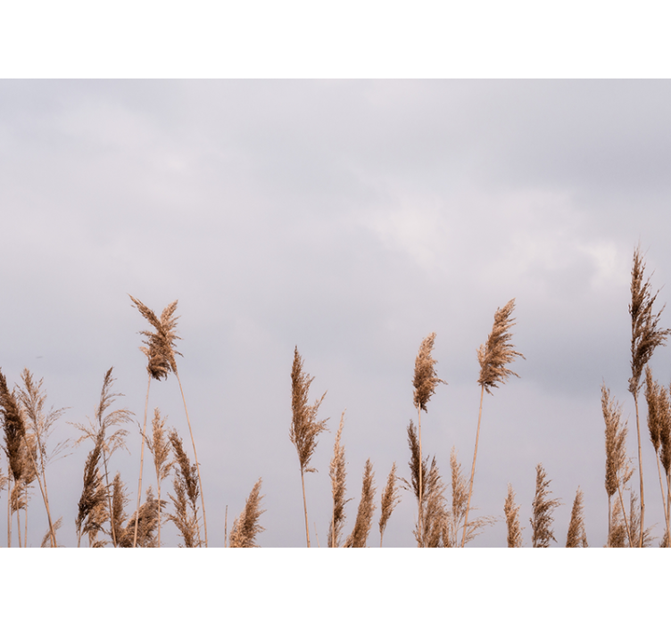 Ağaçlar duvar resim - uzun ot silüetleri - TenStickers