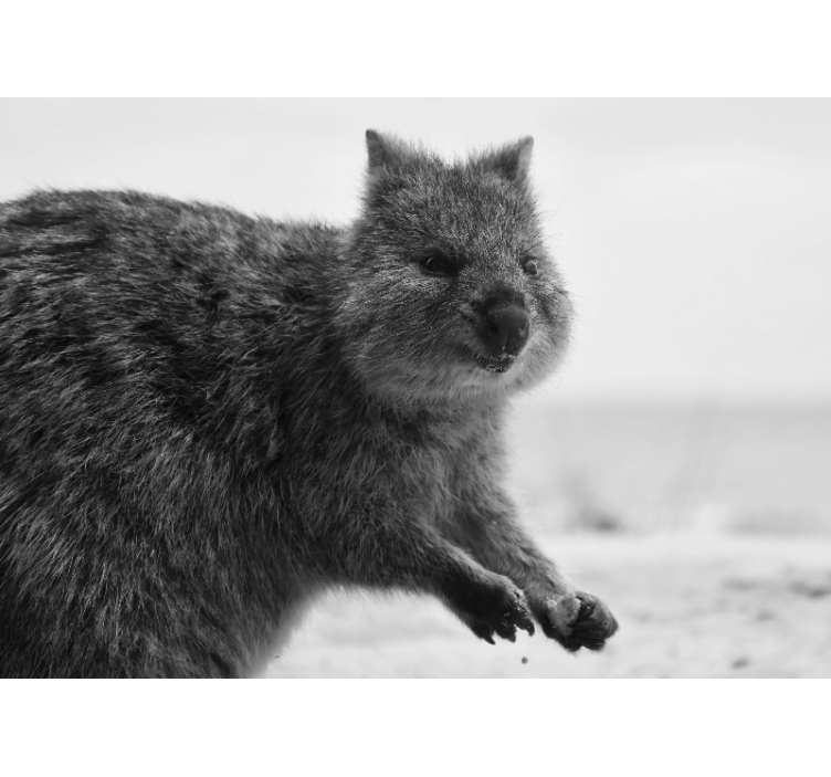 çok güzel küçük quokka afrika duvar kağıdı - TenStickers