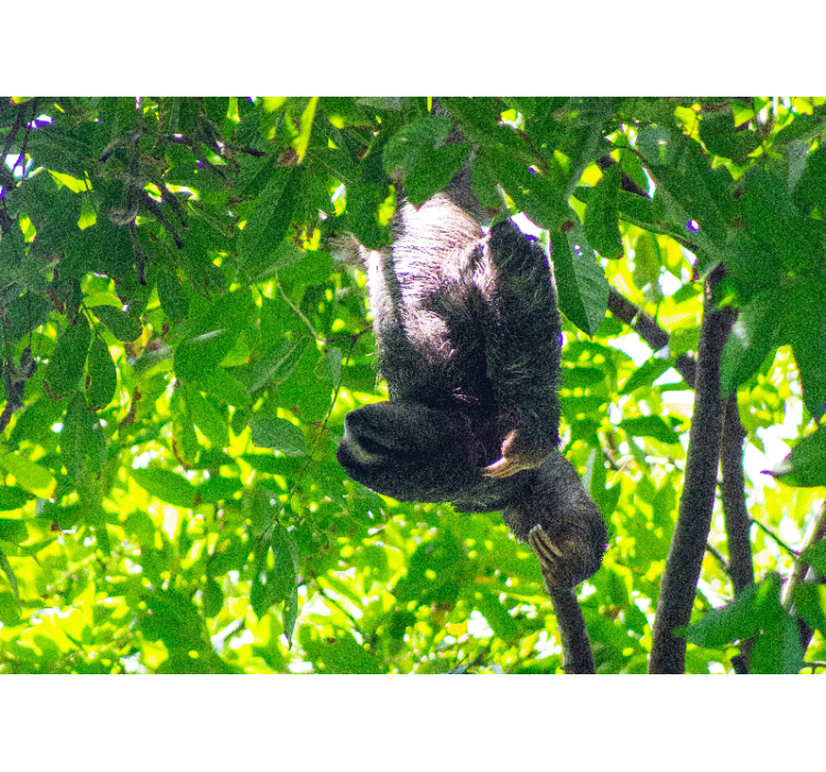 Hayvan duvar resmi tembel hayvan yeşilliklerde - TenStickers