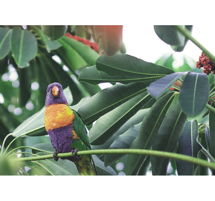 çok güzel renkli kuşlar afrika duvar kağıdı - TenStickers