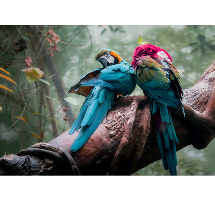 çarpıcı vahşi papağan afrika duvar kağıdı - TenStickers