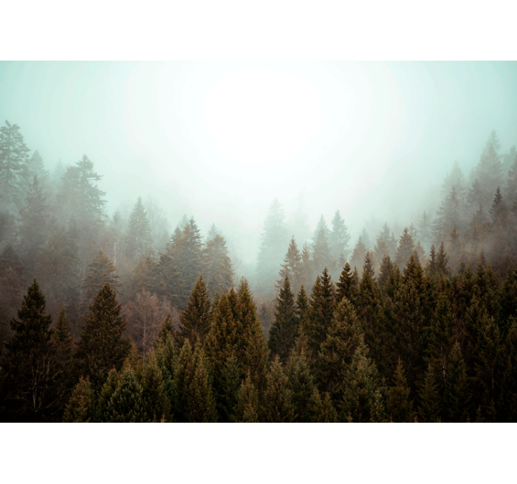 Misty evergreen forest orman duvar resmi - TenStickers