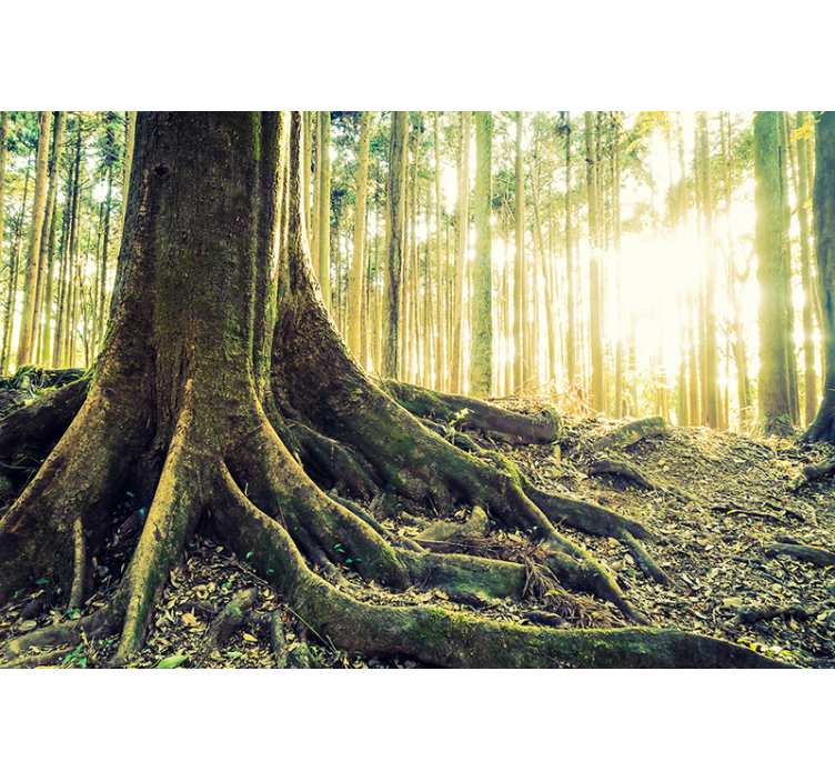 Orman duvar resmi - aydınlık ağaç kökleri - TenStickers