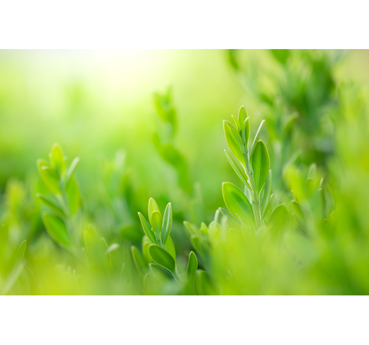 Doğa duvar resim yeşil bitki yakın Çekim - TenStickers