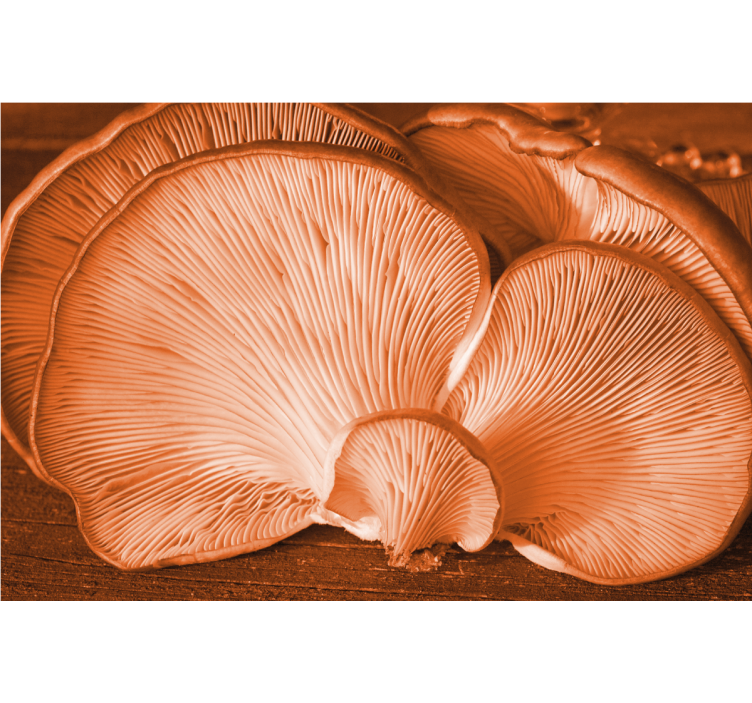 Turuncu yabani mantarların altında duvar kağıdı - TenStickers