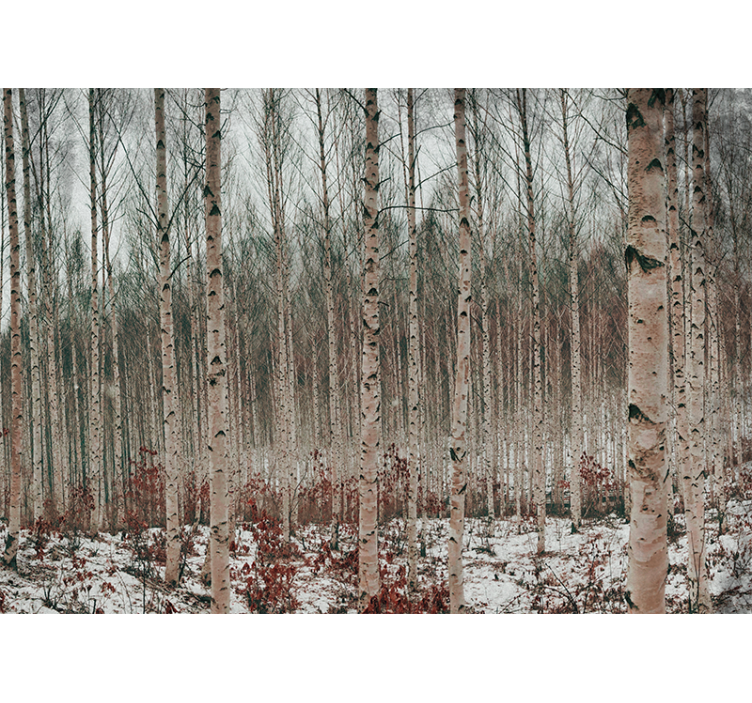 Huş ağacı gri ağaçlar orman duvar resmi - TenStickers