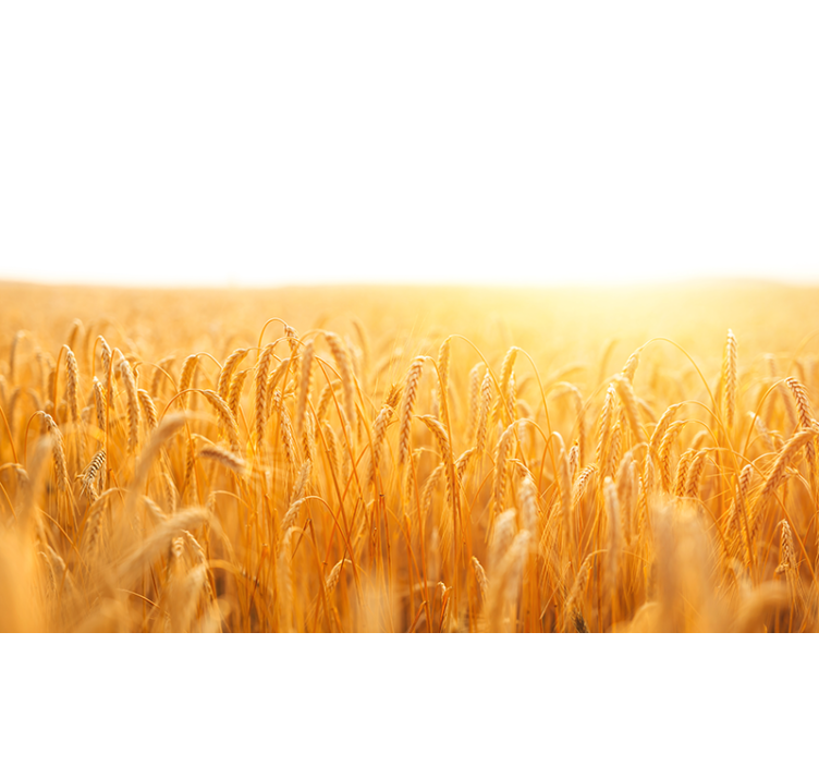 Buğday tarlası estetik renkler doğa duvar kağıdı - TenStickers