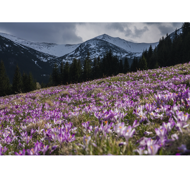 Çiçek duvar resmi Çiğdem Çiçekleri tarlası - TenStickers