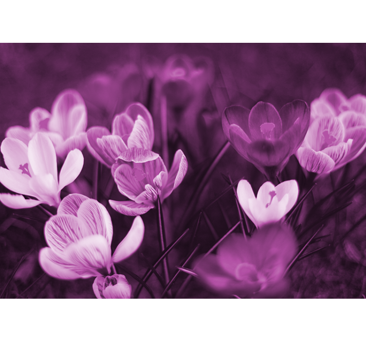 Haşhaş duvar resim - nazik Çiçek açılımı - TenStickers