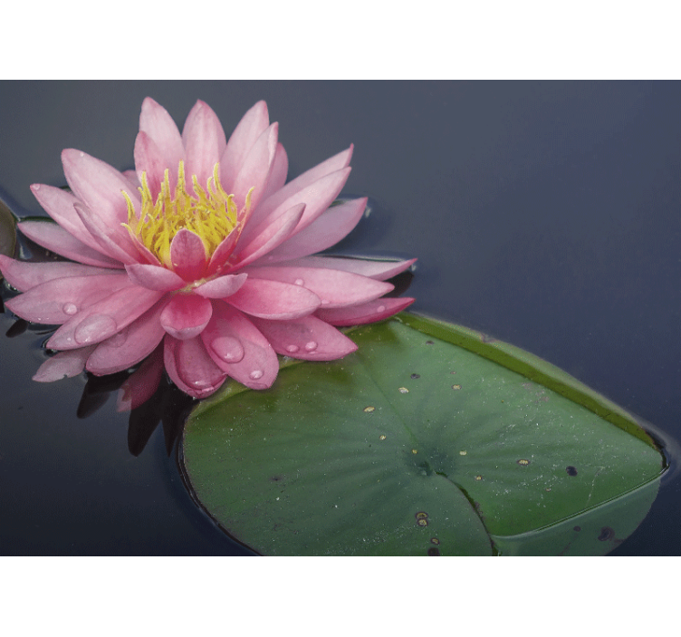 Sakin pembe loto çiçek duvar reslim - TenStickers