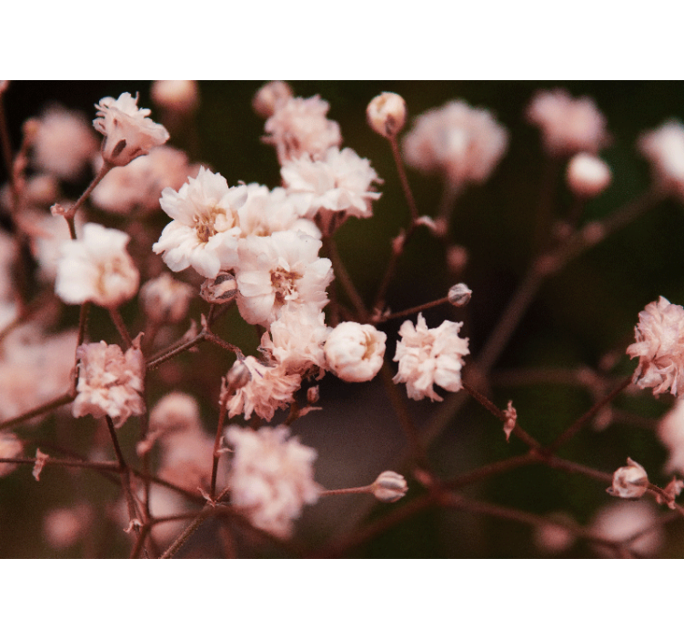 Sevimli zarif kiraz çiçeği tasarımı duvar kağıdı - TenStickers