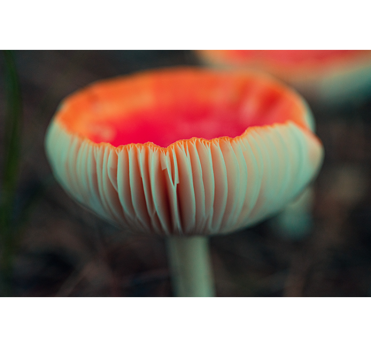 Kırmızı mantar solungaçları doğa duvar kağıdı - TenStickers