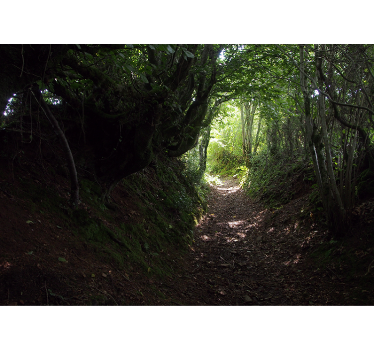 Orman tüneli doğa ağaç duvar resmi - TenStickers