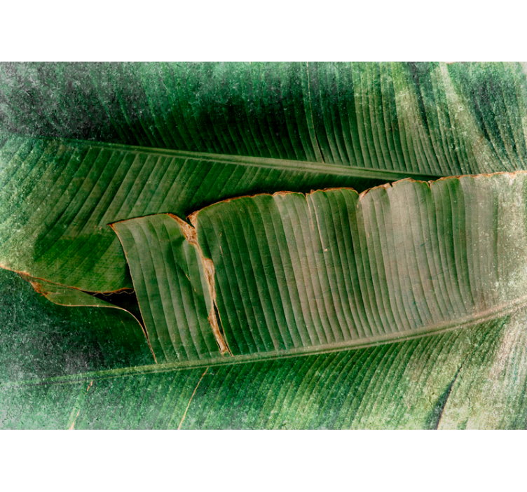 Doğa duvar resim - canlı yaprak katmanları - TenStickers