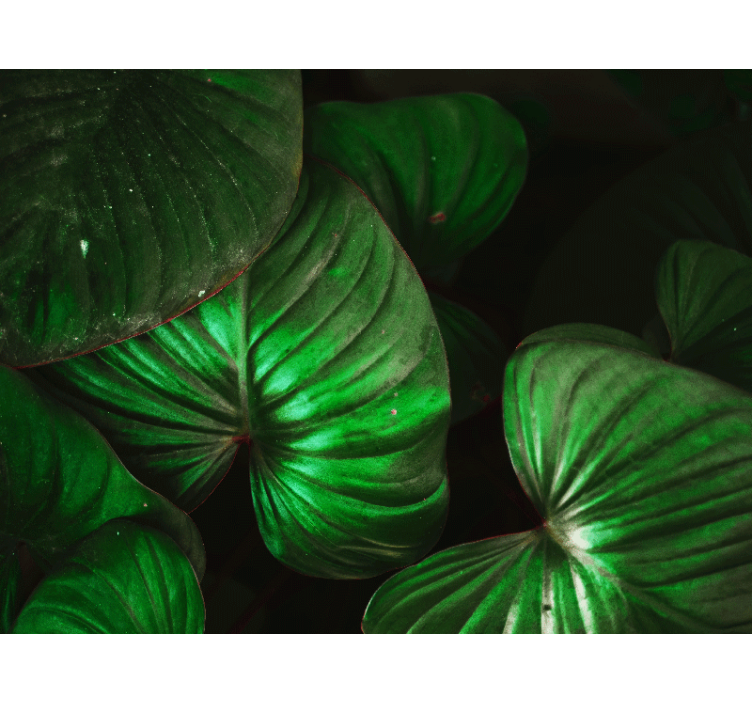 Doğa duvar resim yeşil yapraklar - TenStickers