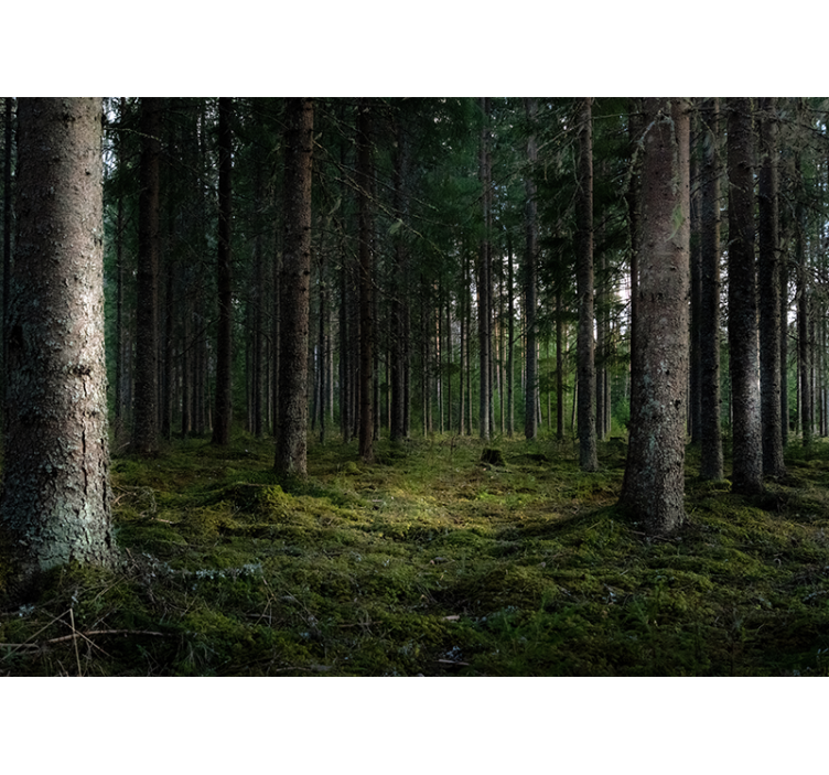 Sakin manzara orman duvar resim - TenStickers