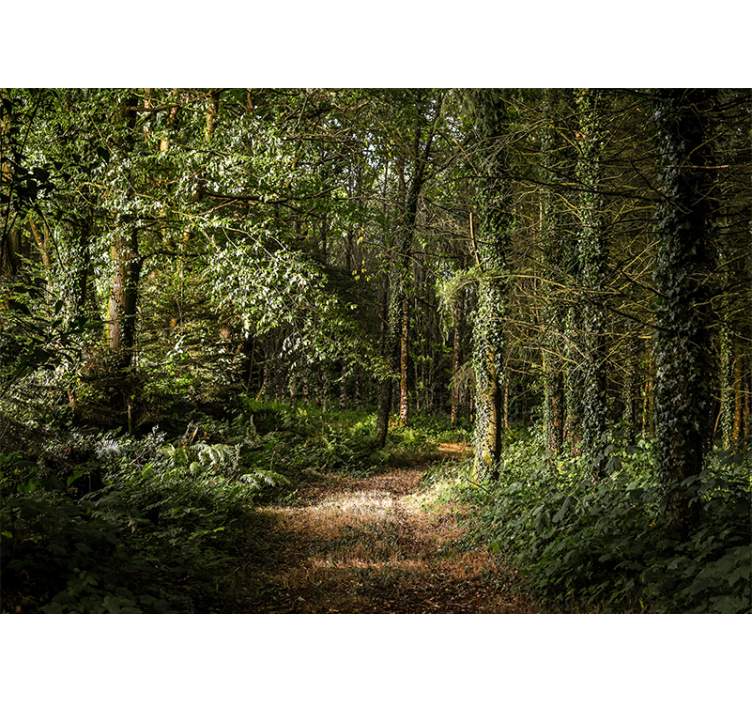 Orman duvar resim lush forest pathway - TenStickers