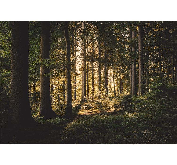 Orman duvar resim aydınlık orman yolu - TenStickers