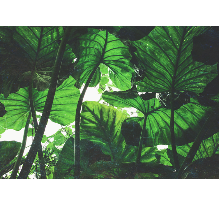 Güzel yeşil yağmur ormanları duvar kağıdı - TenStickers