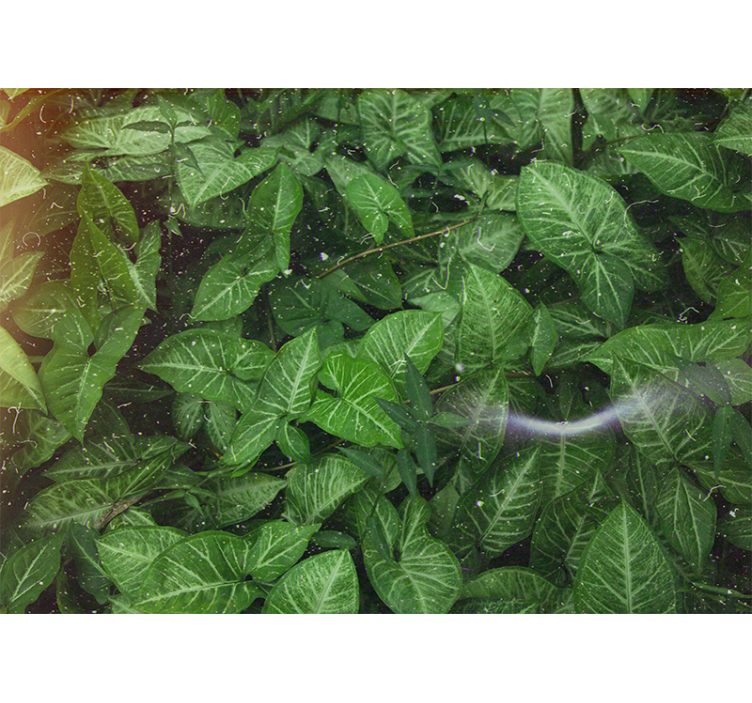 Doğa duvar resim - canlı yaprak kompozisyonu - TenStickers