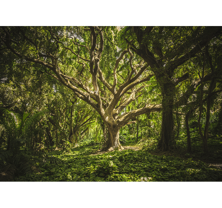 Orman duvar resim - görkemli ağaç kanopi - TenStickers