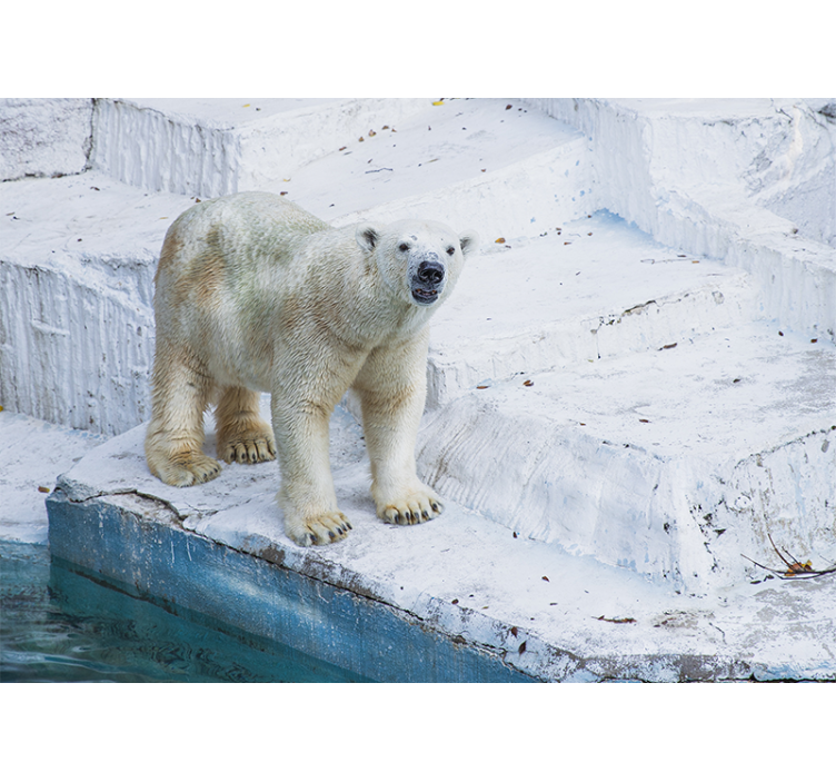 Hayvan duvar resim kutup ayısı pozu - TenStickers