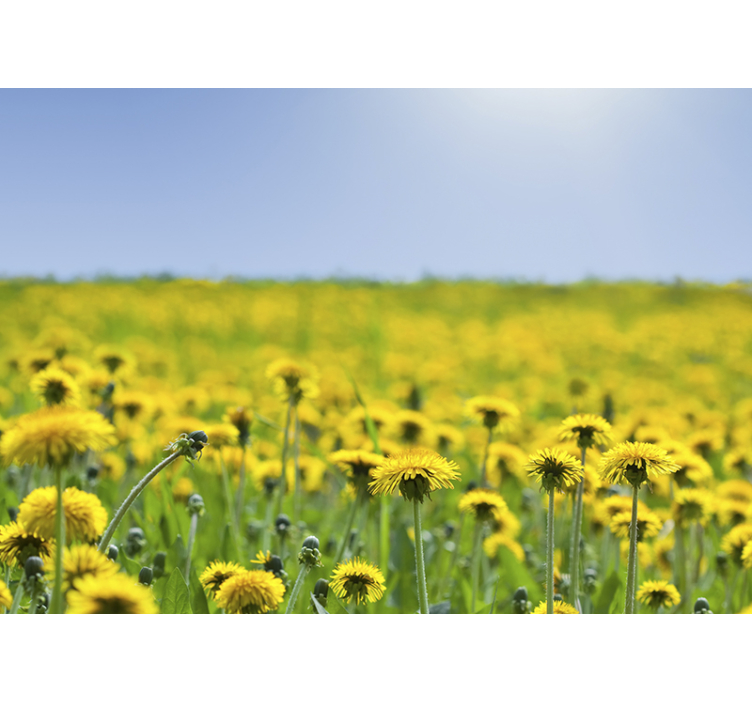 Karahindiba duvar resim dandelion field - TenStickers