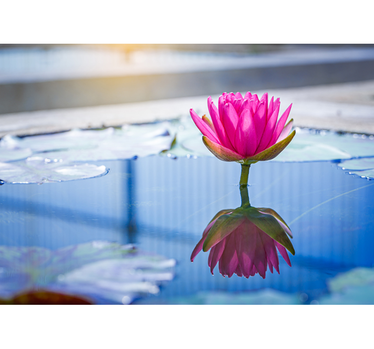 Zen ortamı duvar resim - lotus Çiçeği sakinliği - TenStickers