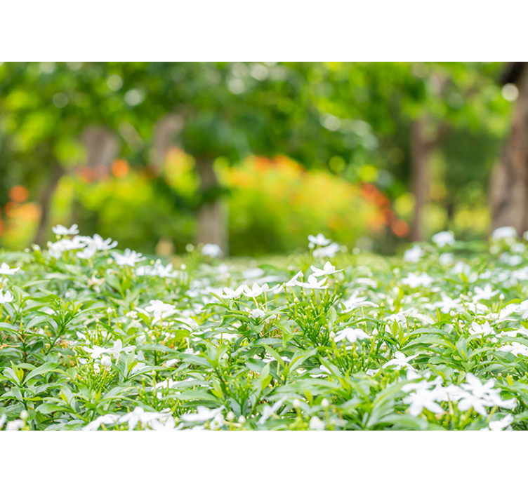 Çiçek duvar resim - bol beyaz Çiçekler - TenStickers