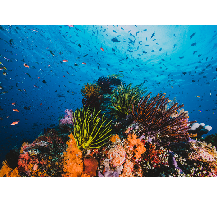 Deniz duvarının altında mercan kayalığı - TenStickers