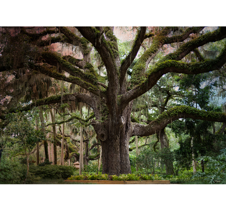 Görkemli meşe ağacı orman duvar resim - TenStickers