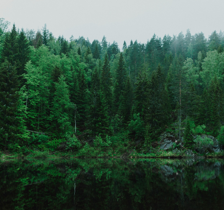 Derin OrmanDerin Orman ağaçlar duvar halısı - TenStickers