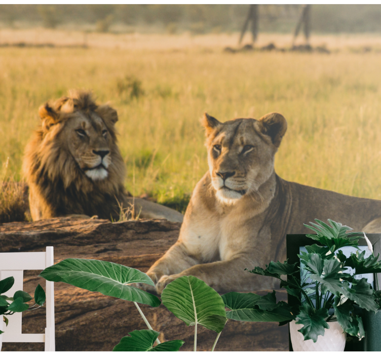 Aslan duvar resmi - görkemli aslan Çifti - TenStickers