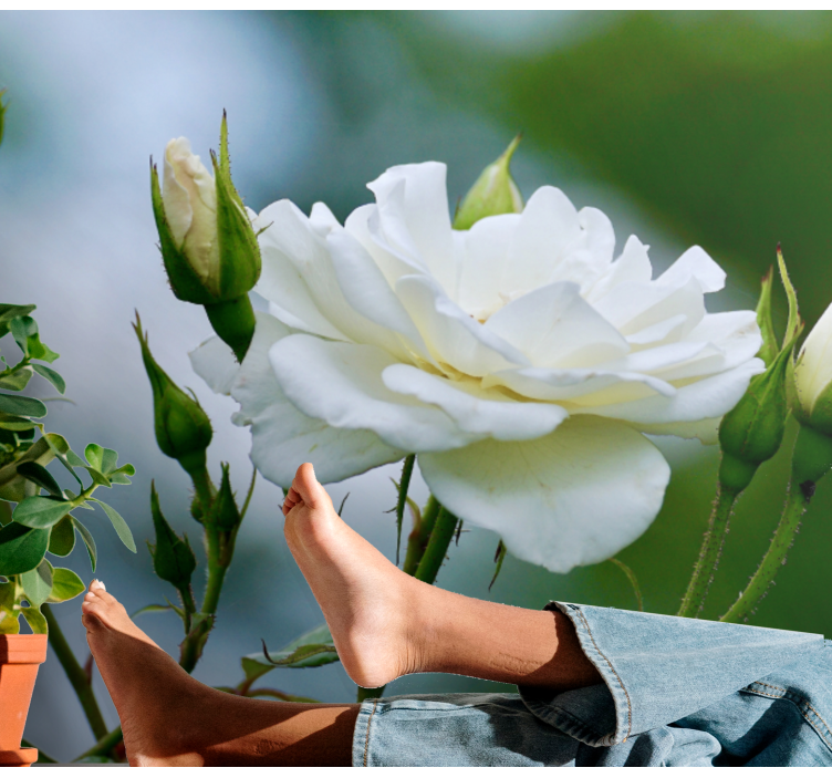 Beyaz gül sevimli pic gül duvar resmi - TenStickers