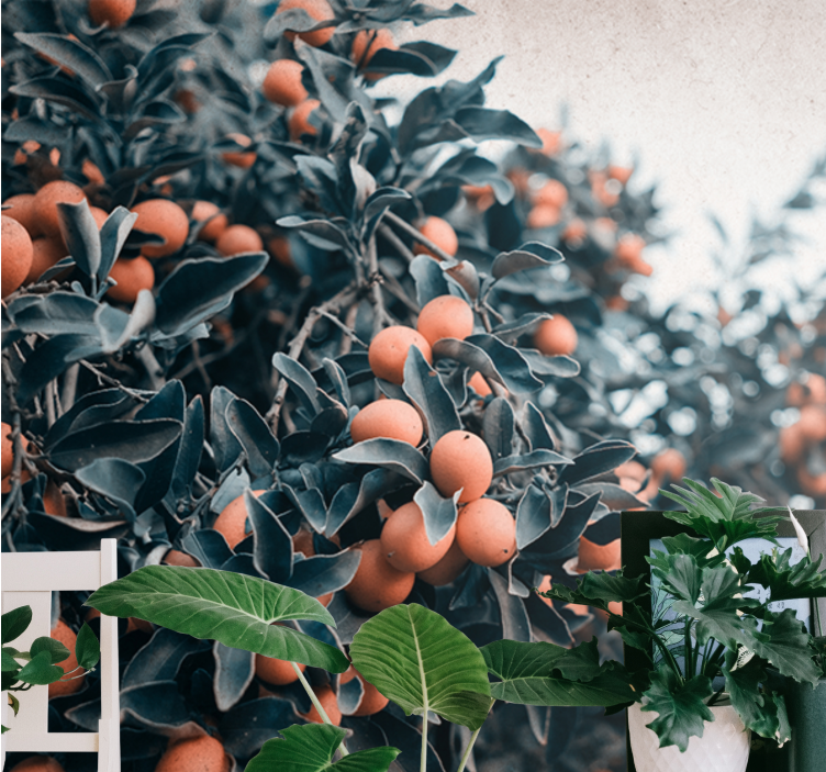 Çiçek duvar resmi - narenciye dalı - TenStickers