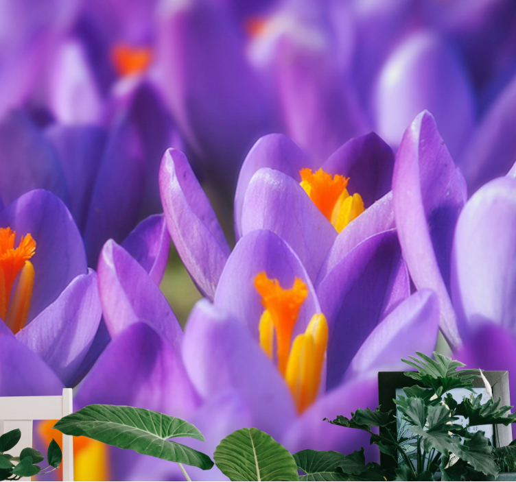 Mor ve turuncu çiğdem çiçeği duvar kağıdı - TenStickers