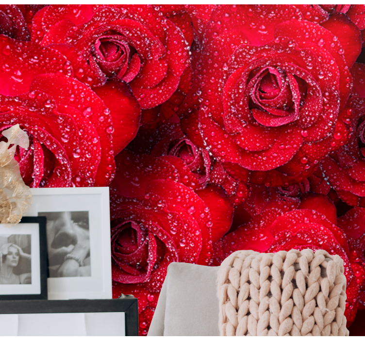Su damlaları ile kırmızı gül duvar kağıdı - TenStickers
