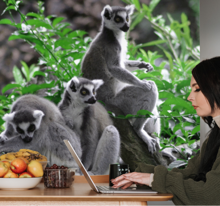 Yaban hayatı lemurlar madagaskar afrika duvar kağıdı - TenStickers