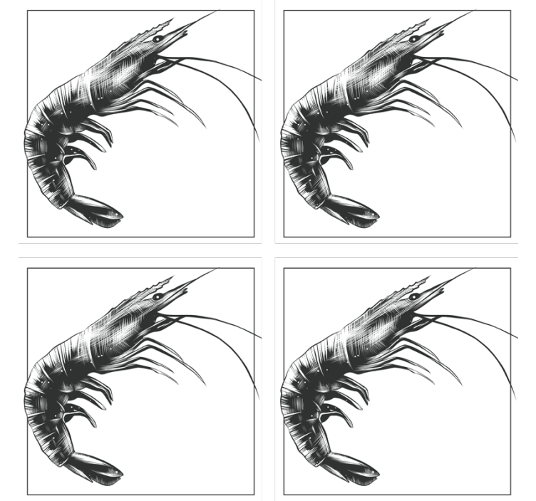 Güzel elle çizilmiş karides balık altlığı - TenStickers