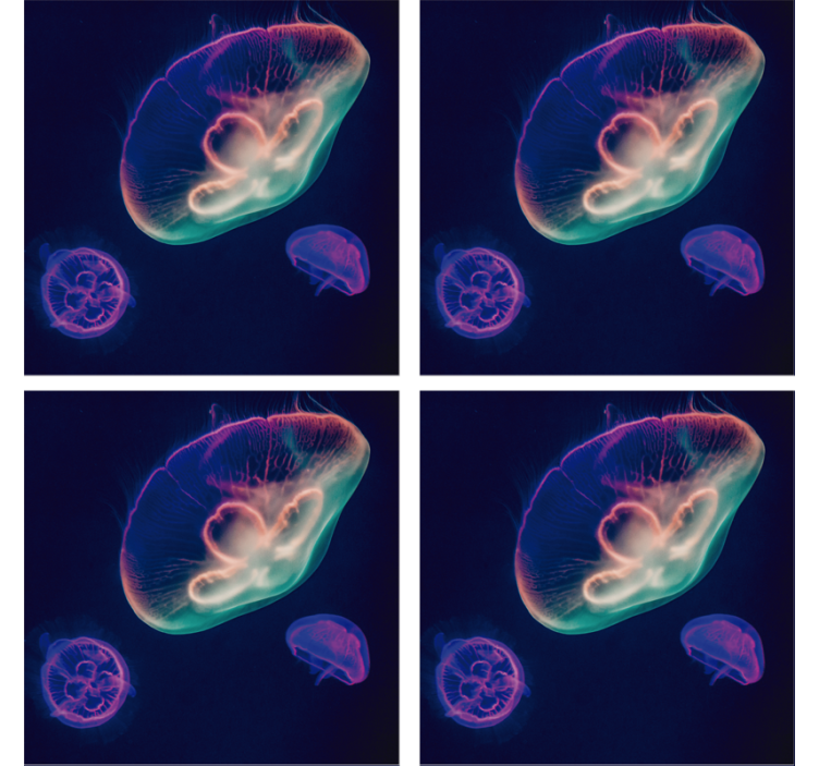 Güzel renkli denizanası balık altlığı - TenStickers