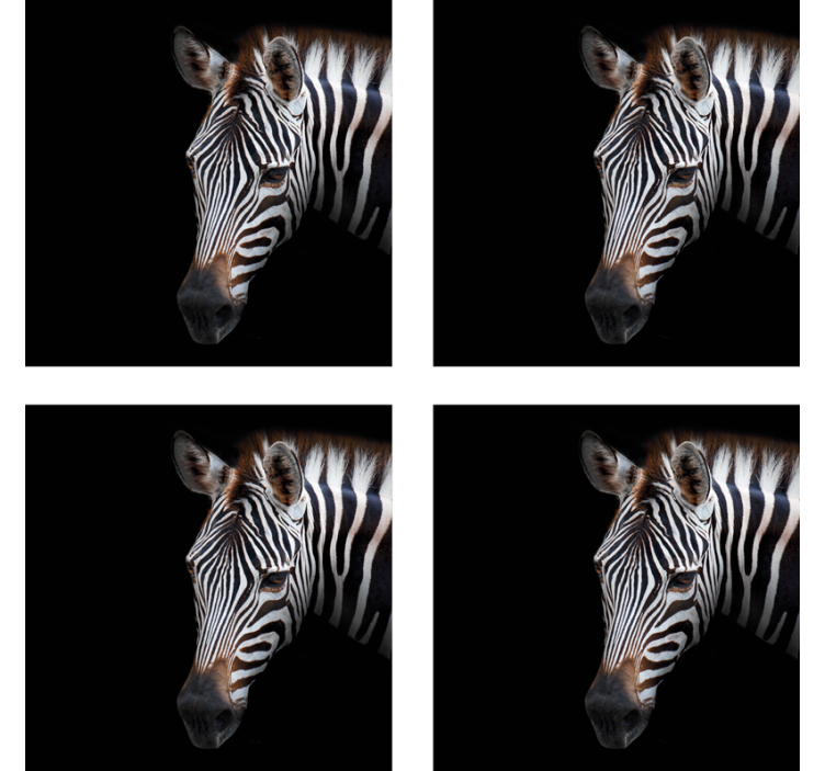 Zebra resmi zebra treni - TenStickers