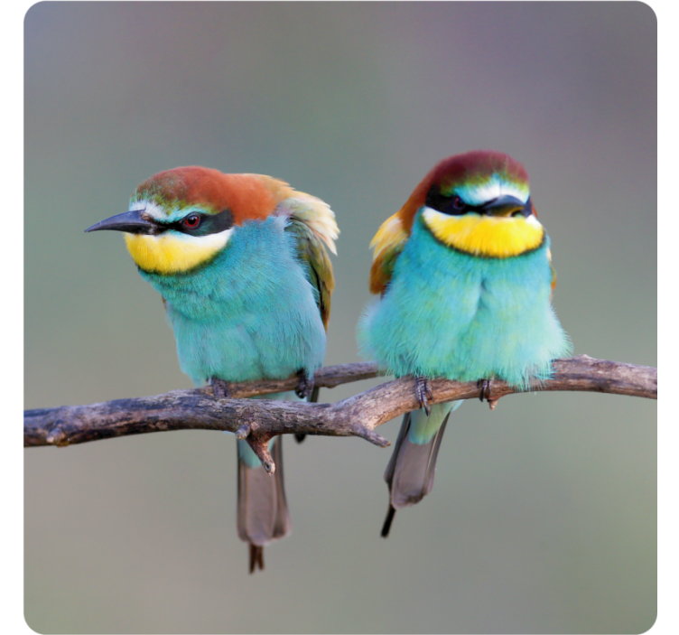 Iki mavi kuş modern coaster - TenStickers