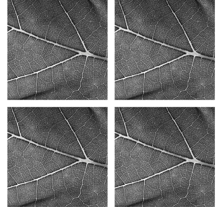 Siyah yaprak doku etkisi doku treni - TenStickers