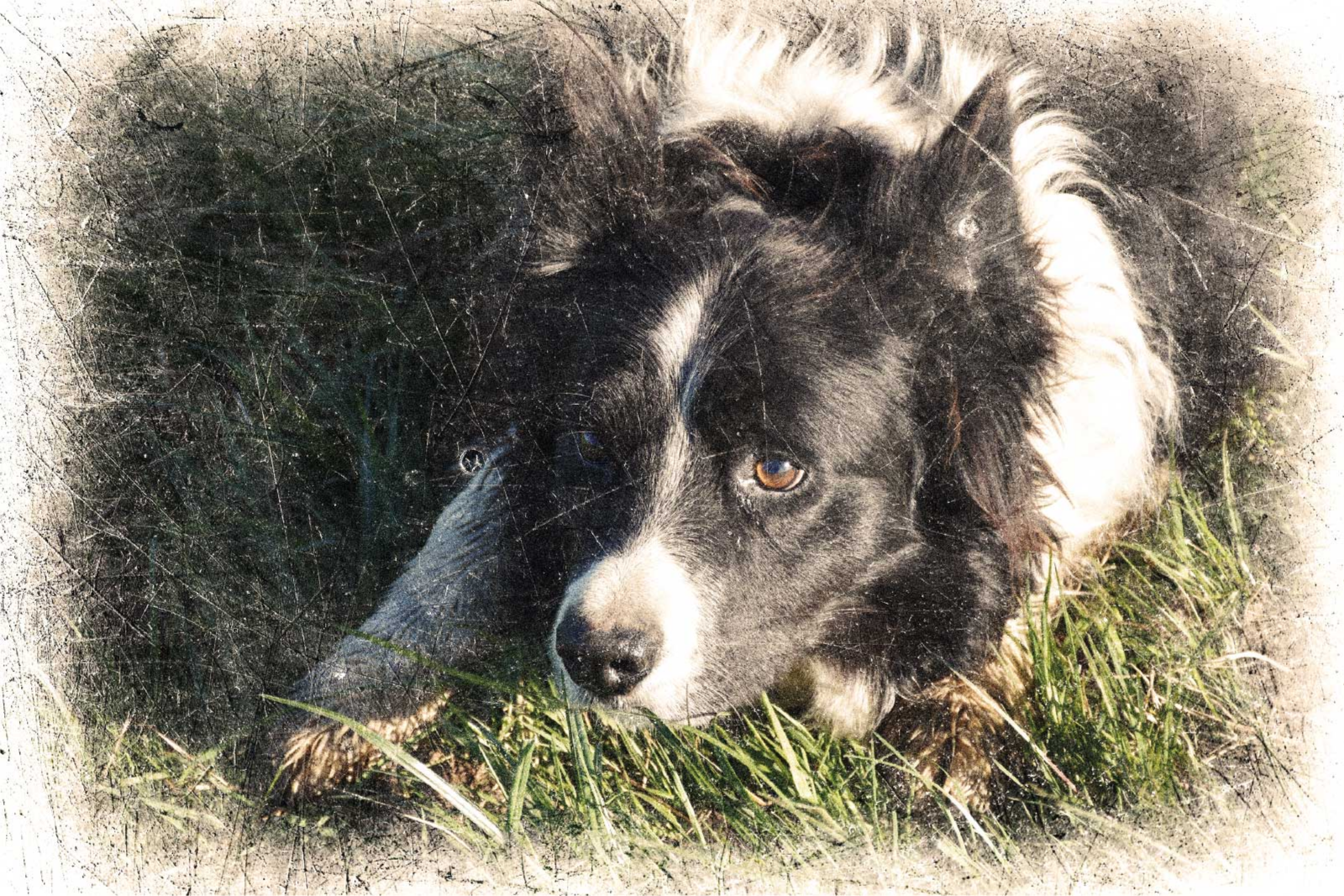 özel vintage efekt hayvanlar afiş - TenStickers